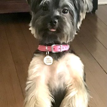 Pretty Paws Mobile Pet Spa - My lil dog model she seems to know she looks good lol, after her grooming love her haircut - Pet Groomers Near Me Pretty Paws Mobile Pet Spa - My lil dog model she seems to know she looks good lol, after her grooming love her haircut - Pet Groomers Near Me