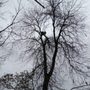 Photo of FG's Tree Service