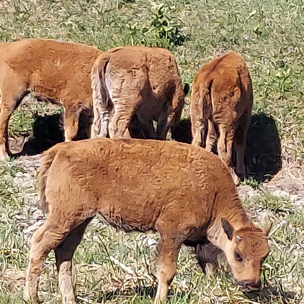 Terry Bison Ranch Resort - Baby bison - Venues & Event Spaces Near Me - Cheyenne, Wyoming Terry Bison Ranch Resort - Baby bison - Venues & Event Spaces Near Me - Cheyenne, Wyoming