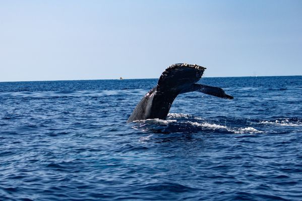 Hawaii Ocean Rafting Whale Watch and Snorkel by null