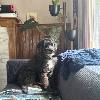 Tail Swagger Mobile Grooming - Poodle grooming - Pet Groomers Near Me