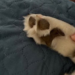 TM Grooming - Does this look groomed?