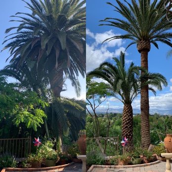 Reyes Tree Services - Before and after - Tree Services Near Me - Northridge, California Reyes Tree Services - Before and after - Tree Services Near Me - Northridge, California