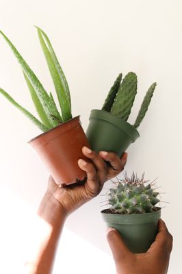 The ZEN Succulent by null