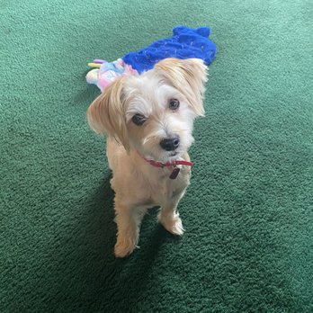 Fifi's Grooming - Pet Groomers Near Me - Imperial Beach, California