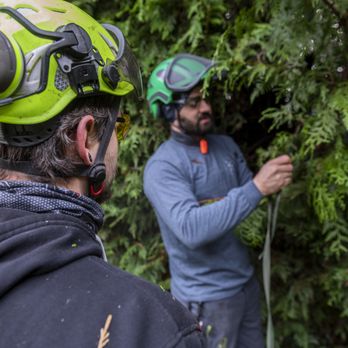 Devine Arboricultural Solutions - Tree Services Near Me - Vancouver, British Columbia