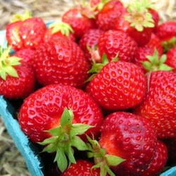 Stevenson Strawberries