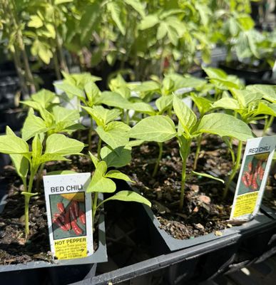 Veggies & Fruit - A Place in the Son Nurseries prides itself on offering a robust selection of vegetable and fruit plants for gardeners of all skill levels. Whether you’re growing a small kitchen garden, planning a backyard orchard, or looking for unique edible plants, their nursery is a trusted local resource for healthy, hearty starts and expert guidance.
Vegetable Plants
Seasonal veggie starts: Tomatoes, peppers, cucumbers, squash, eggplant, beans, okra, and more
Leafy greens: Lettuces, kale, spinach, Swiss chard, collards
Herbs: Basil, parsley, cilantro, oregano, rosemary, thyme, mint
Root crops: Carrots, beets, radishes, onions, garlic
Unique and heirloom varieties often available for more adventurous gardeners
Fruit Plants
Berry bushes: Strawberries, blueberries, raspberries, blackberries
Citrus trees: Lemons, limes, oranges, kumquats
Tree fruits: Apples, peaches, pears, plums, figs
Tropical and specialty fruits: Pomegranates, persimmons, guavas, avocados, and more (seasonal availability) Veggies & Fruit - A Place in the Son Nurseries prides itself on offering a robust selection of vegetable and fruit plants for gardeners of all skill levels. Whether you’re growing a small kitchen garden, planning a backyard orchard, or looking for unique edible plants, their nursery is a trusted local resource for healthy, hearty starts and expert guidance.
Vegetable Plants
Seasonal veggie starts: Tomatoes, peppers, cucumbers, squash, eggplant, beans, okra, and more
Leafy greens: Lettuces, kale, spinach, Swiss chard, collards
Herbs: Basil, parsley, cilantro, oregano, rosemary, thyme, mint
Root crops: Carrots, beets, radishes, onions, garlic
Unique and heirloom varieties often available for more adventurous gardeners
Fruit Plants
Berry bushes: Strawberries, blueberries, raspberries, blackberries
Citrus trees: Lemons, limes, oranges, kumquats
Tree fruits: Apples, peaches, pears, plums, figs
Tropical and specialty fruits: Pomegranates, persimmons, guavas, avocados, and more (seasonal availability)