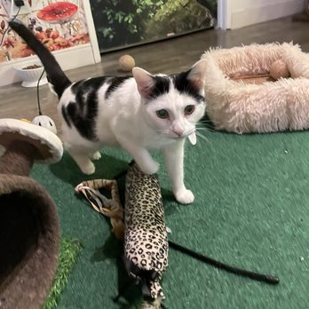 Cats & Crystals - Pet Adoption Near Me - Oceanside, California