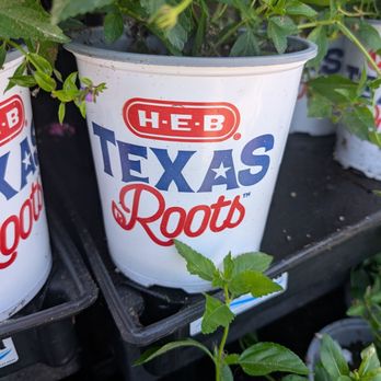 H E B - Plants - Bakeries Near Me - Euless, Texas