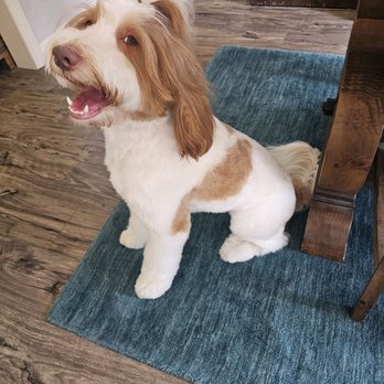 Allie & Paws - Pet Groomers Near Me - Downey, California