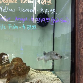 Ck Fish World - Darling puffer - Local Fish Stores Near Me - West Covina, California