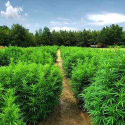 Piedmont Green Dispensary - Piedmont Green CBD Hemp Farming