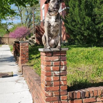 A-Z Dogs - Pet Training Near Me A-Z Dogs - Pet Training Near Me