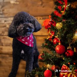 Furr-Nley's Pet Spa - Merry Christmas to all!!!
