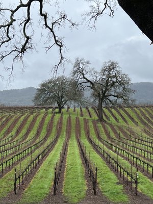 Sonoma Valley Wine Trolley by null