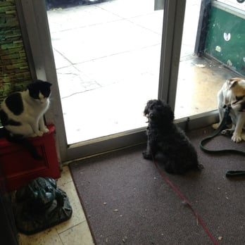 The Pet Shop - Owner's dogs and cat - Pet Stores Near Me - Allston, Massachusetts The Pet Shop - Owner's dogs and cat - Pet Stores Near Me - Allston, Massachusetts