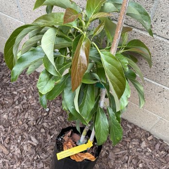 Eli's Farms - Beautiful Reed avocado tree on Clonal rootstock from Subtropica Nurseries - CSA Near Me - Fallbrook, California Eli's Farms - Beautiful Reed avocado tree on Clonal rootstock from Subtropica Nurseries - CSA Near Me - Fallbrook, California