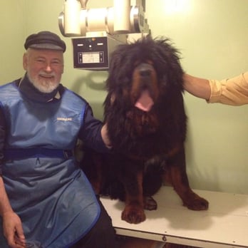 Five Star Veterinary Center - Doc and a beautiful Tibetan mastiff and owner. - Veterinarians Near Me - Sylmar, California Five Star Veterinary Center - Doc and a beautiful Tibetan mastiff and owner. - Veterinarians Near Me - Sylmar, California