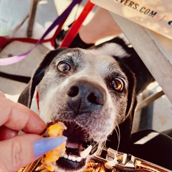 Culver's - dog eating butter burger - Burgers Near Me - Peoria, Arizona