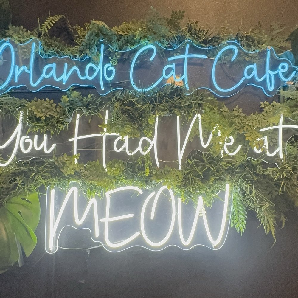 Orlando Cat Cafe - Café - Animal Shelters Near Me - Clermont, Florida