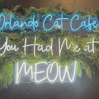 Orlando Cat Cafe - Café - Animal Shelters Near Me - Clermont, Florida Orlando Cat Cafe - Café - Animal Shelters Near Me - Clermont, Florida