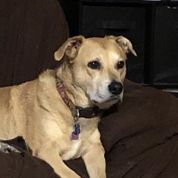 My beautiful Sadie Lady, so grateful for our journey together.