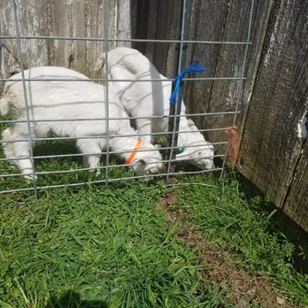 Barnyard Kingdom - Baby Goats - Petting Zoos Near Me - Lancaster, Pennsylvania