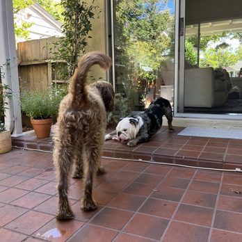 K9 Kultura - Playing with a friend - Pet Training Near Me K9 Kultura - Playing with a friend - Pet Training Near Me