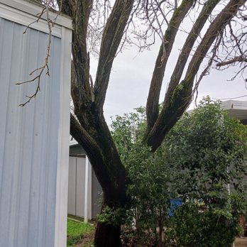 Rod's Tree Service - Tree on home - Tree Services Near Me - Carmichael, California Rod's Tree Service - Tree on home - Tree Services Near Me - Carmichael, California