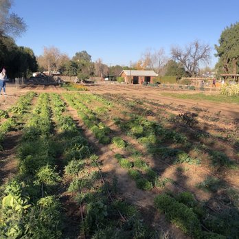 Morning Glory Cafe - Fresh vegetables being grown - Breakfast & Brunch Near Me - Phoenix, Arizona Morning Glory Cafe - Fresh vegetables being grown - Breakfast & Brunch Near Me - Phoenix, Arizona