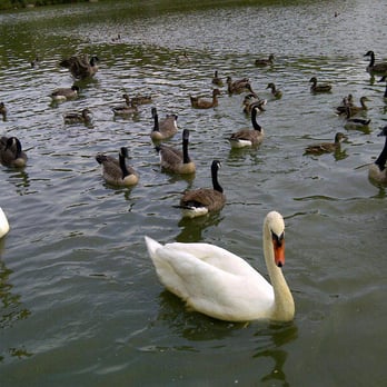 Kissena Park - Flock of Geese with Swan in Kissena Lake - Parks Near Me - Flushing, New York Kissena Park - Flock of Geese with Swan in Kissena Lake - Parks Near Me - Flushing, New York