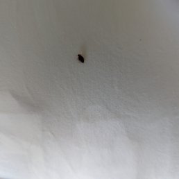 One of the pics of the bugs.