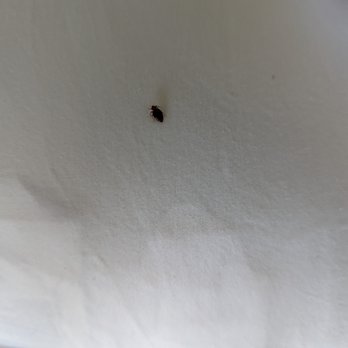 Château Noland - One of the pics of the bugs. - Vacation Rentals Near Me - San Luis Obispo, California