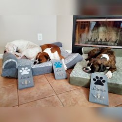 Williamsburg Pet Hotel & Suites - Dog boarding at Williamsburg Pet Hotel