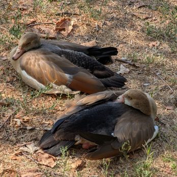 Arboretum and Botanical Garden - Napping ducks - Botanical Gardens Near Me - Fullerton, California Arboretum and Botanical Garden - Napping ducks - Botanical Gardens Near Me - Fullerton, California