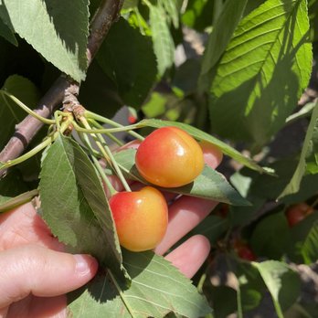 Kelsey Cherry Pickin' Farm - Pick Your Own Farms Near Me - Byron, California Kelsey Cherry Pickin' Farm - Pick Your Own Farms Near Me - Byron, California