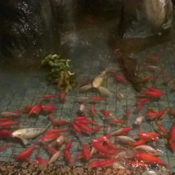Hibachi Buffet