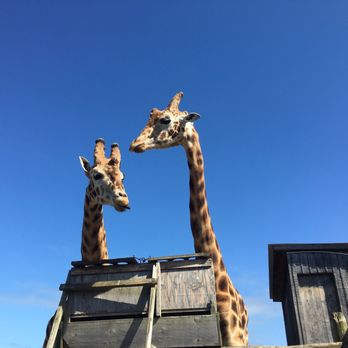 B Bryan Preserve - Giraffe friends - Tours Near Me - Point Arena, California