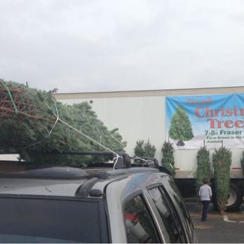 Costco Wholesale - Christmas Trees for $27.99! - Wholesale Stores Near Me - Memphis, Tennessee Costco Wholesale - Christmas Trees for $27.99! - Wholesale Stores Near Me - Memphis, Tennessee