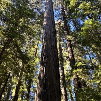 Founders Grove - Founders Tree - Parks Near Me - Weott, California Founders Grove - Founders Tree - Parks Near Me - Weott, California
