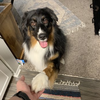 Bark and Sparkle - Fresh trimmed paws! - Pet Groomers Near Me - Midlothian, Virginia Bark and Sparkle - Fresh trimmed paws! - Pet Groomers Near Me - Midlothian, Virginia