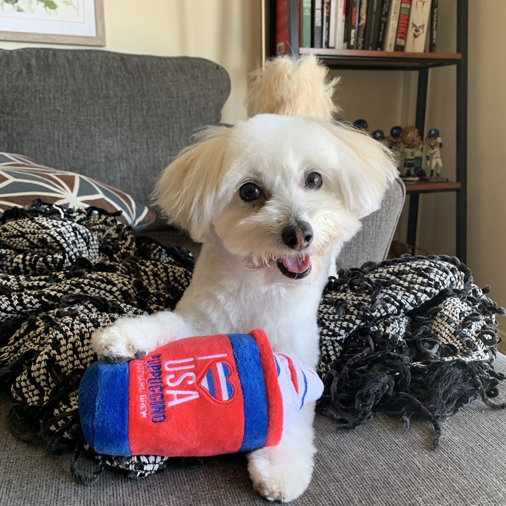 Happy dog post hair cut! Thanks 4 Dogs Grooming! Happy dog post hair cut! Thanks 4 Dogs Grooming!