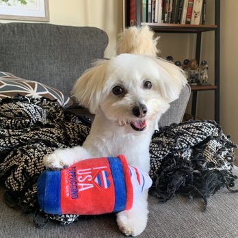 4 Dogs Grooming - Happy dog post hair cut! Thanks 4 Dogs Grooming! - Pet Groomers Near Me - Torrance, California 4 Dogs Grooming - Happy dog post hair cut! Thanks 4 Dogs Grooming! - Pet Groomers Near Me - Torrance, California