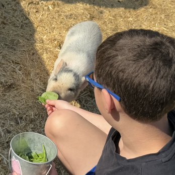 SoCalMiniPigs - Pet Breeders Near Me - Valley Center, California SoCalMiniPigs - Pet Breeders Near Me - Valley Center, California
