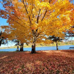 Lowell Park - Glowing gold October 21st, 2022