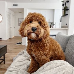 Sit Means Sit Dog Training