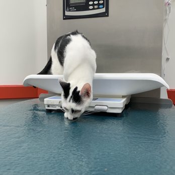 Ark Life Veterinary - Veterinarians Near Me - Brooklyn, New York