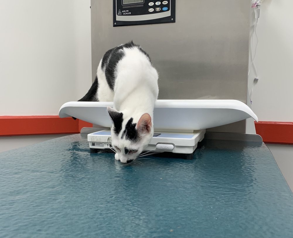 KINGS BAY VETERINARY GROUP 22 Photos & 30 Reviews 2560 Coney Island