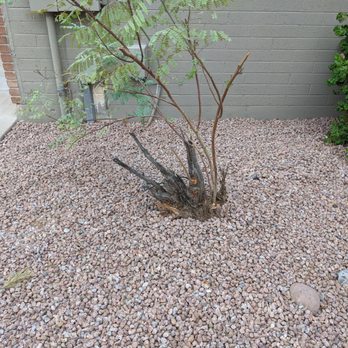 AZ Rock Depot - The rock naturally mixed with what was there before and really made our Bird of Paradises pop out. - Building Supplies Near Me - Queen Creek, Arizona AZ Rock Depot - The rock naturally mixed with what was there before and really made our Bird of Paradises pop out. - Building Supplies Near Me - Queen Creek, Arizona